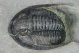 Cornuproetus Trilobite Fossil - Hamar Laghdad, Morocco #169666-4